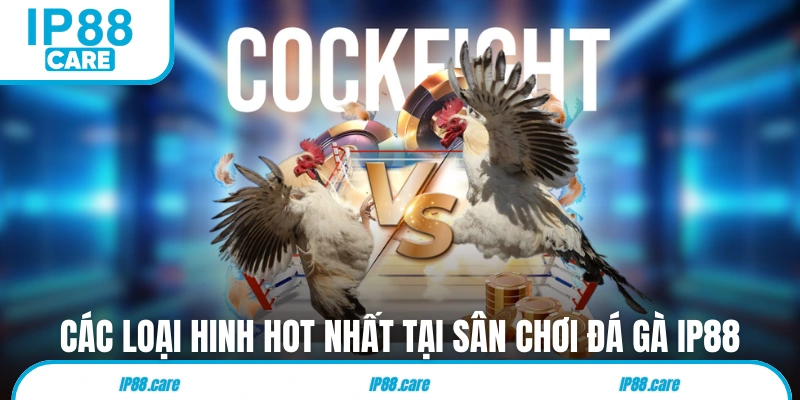 Các loại hình hot nhất tại sân chơi đá gà IP88